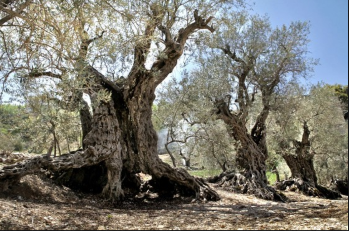 commune-with-the-ancients-visit-the-world-s-oldest-olive-trees